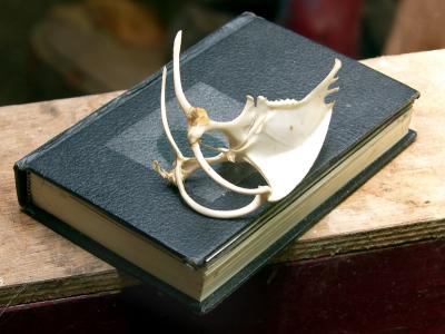 Bird Bones and Book