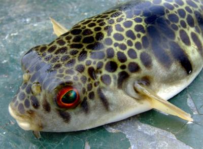 Toadfish 2