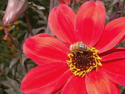 Konica Minolta Z6 Bee on Flower