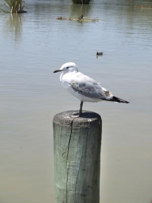 Silver Gull.jpg