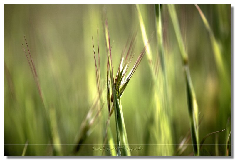 20090306 -- 163724 -- Canon 5D + Sigma 70 / 2.8 macro @ f/2.8, 1/1600, ISO 400