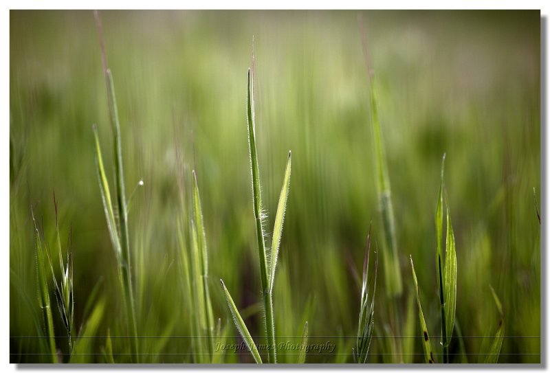 20090306 -- 163859 -- Canon 5D + Sigma 70 / 2.8 macro @ f/2.8, 1/500, ISO 100