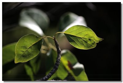 Sigma 70 / 2.8 macro on a 5D