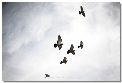 g3/41/399841/3/122686746.nUsEPrrJ.jpg