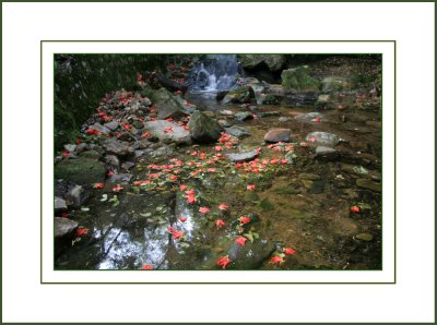Brook with  Rocks and Flowers
