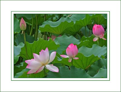 Part of a Lotus Pond