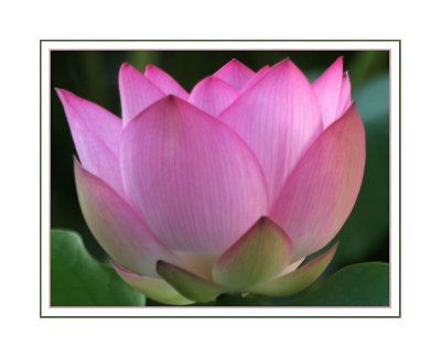 Lotus Close-up