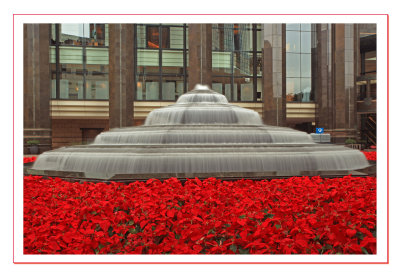 Fountain and Poinsettia (Christmas Flowers)