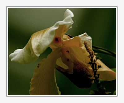 A Decaying Orchid