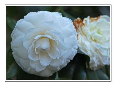 A White Camellia
