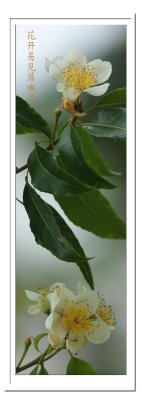 Guava Flowers