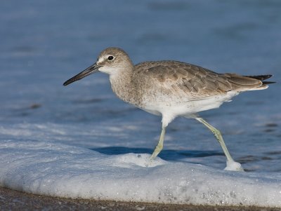 Shore and Wetlands Birds