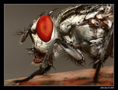 g3/41/504241/3/55046181.fly81.jpg