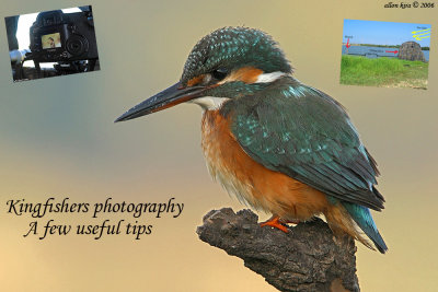 Kingfishers photography – a few useful tips