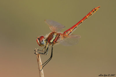 g3/41/504241/3/88480478.RWUKKdzG.jpg