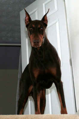 My dobe in approx 2007(about 10 years old)