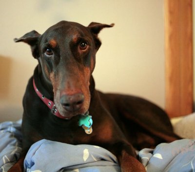 My dobe in 2008(about 11 years old)