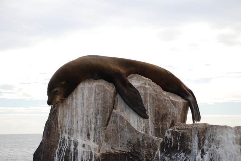 Sea Lion at the very tip of Baja