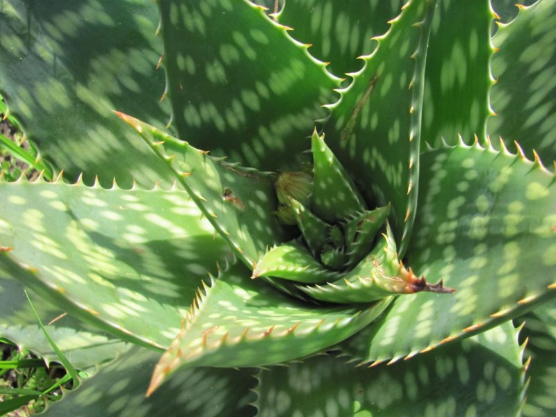 Golden Gate Park Arboritum