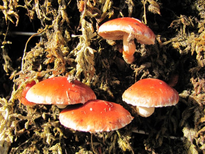 Golden Gate Park Arboretum Mushrooms