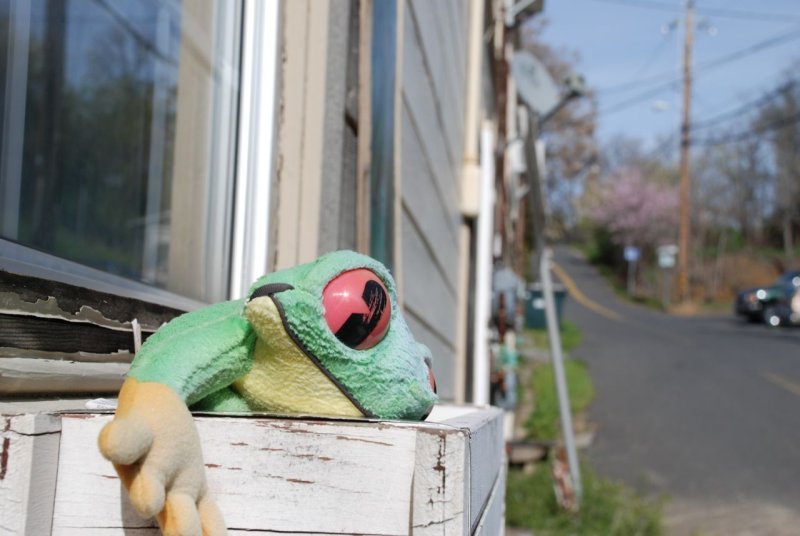 Calaveras County Frog