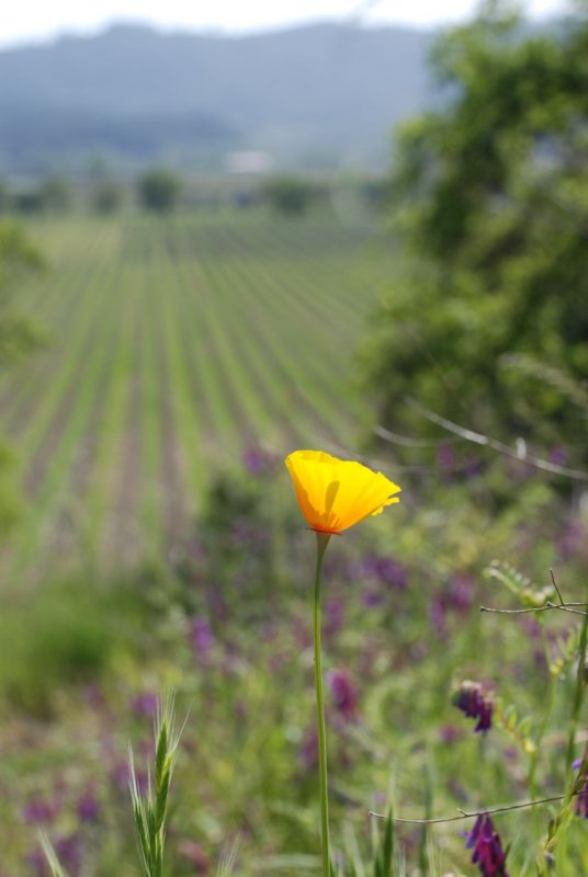 calistoga