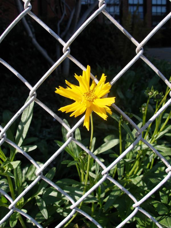 Spring in January
