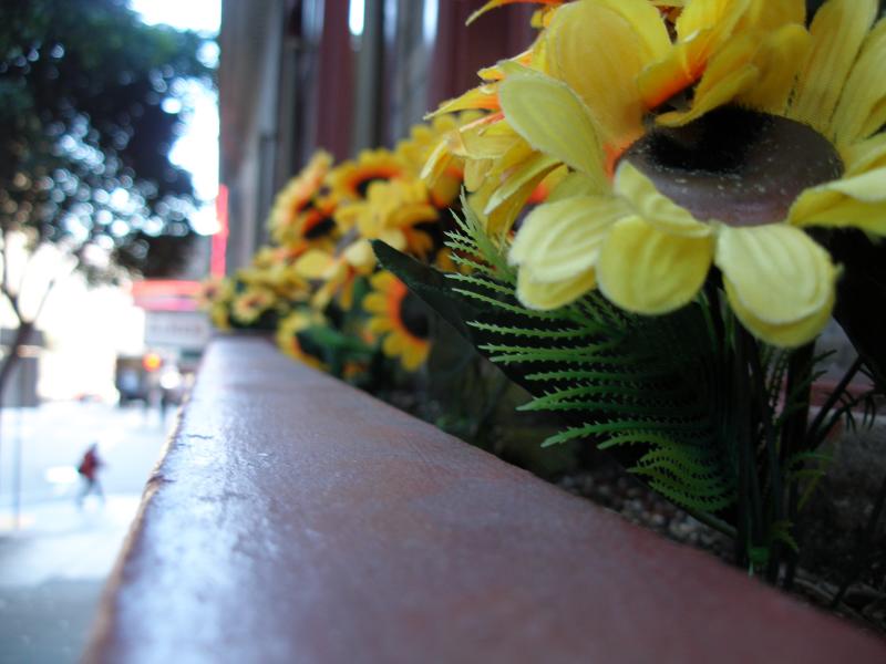 Plastic Flowers on Powell