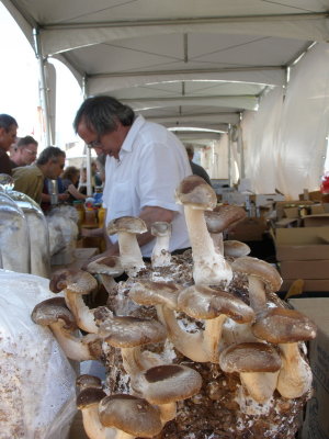 Slow Food Mushrooms