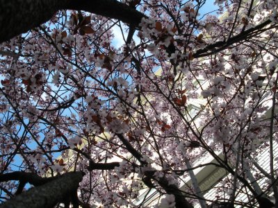 Cherry Blossoms