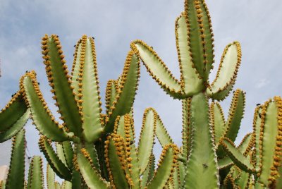 Cacti Mundo