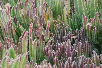 Cacti Mundo