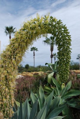 Cacti Mundo