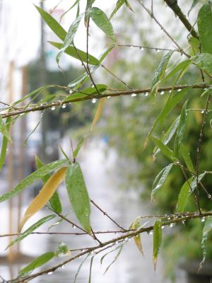 Rainy Day Bamboo