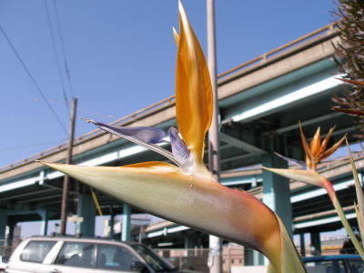 Birds of Paradise under the Central Freeway