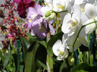 Ferry Plaza Orchids