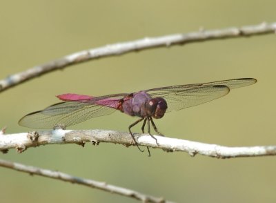 DSC_0018_edited-1.jpg