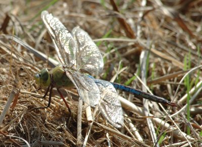 dragonflies