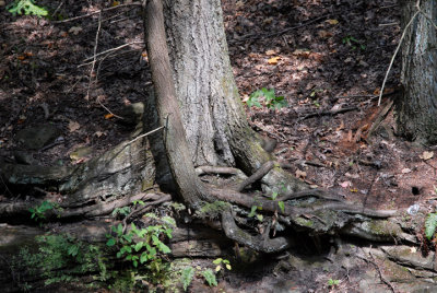 Around the creek beds and from the rocks ...