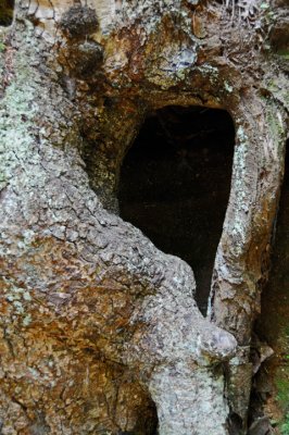 Like the rock, the trees provide ...