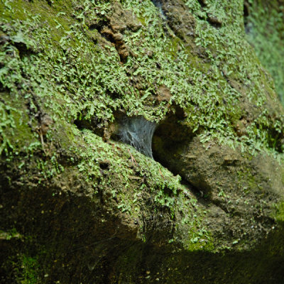 In the cool of the gorge, moss and spiders thrive.