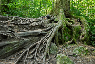 ... tree roots spread out in webs to where ever water can be found.