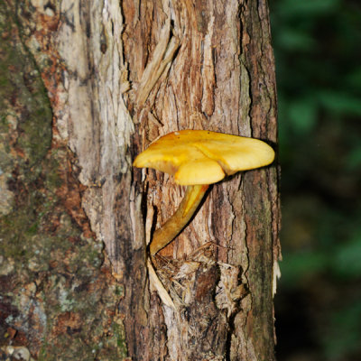 ... and a smoother walk -- with mushrooms.