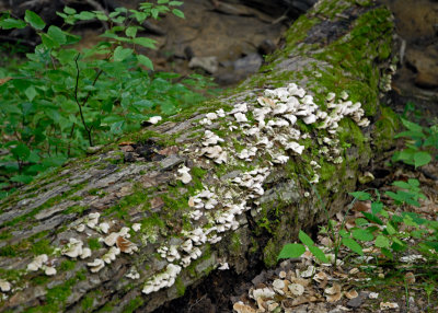 Stepping around an encrusted log, we take our leave of Hocking Hills.