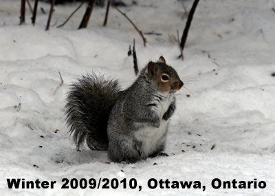 Winter in Ottawa, 2009
