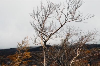 g3/41/581841/3/52776166.DesolationonMtFujiDSC_1313.jpg