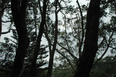 Deep Dark Forest (Botanical Garden)