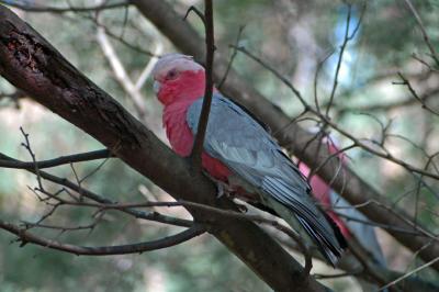 Galah (Rose-breasted) Cockatoo