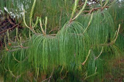 A Weeping Feathery Pine