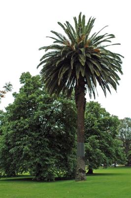 An Australian Palm